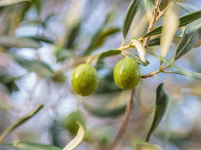 Rhodos